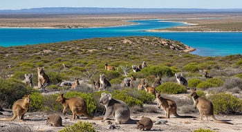 Los mamíferos autóctonos de Australia