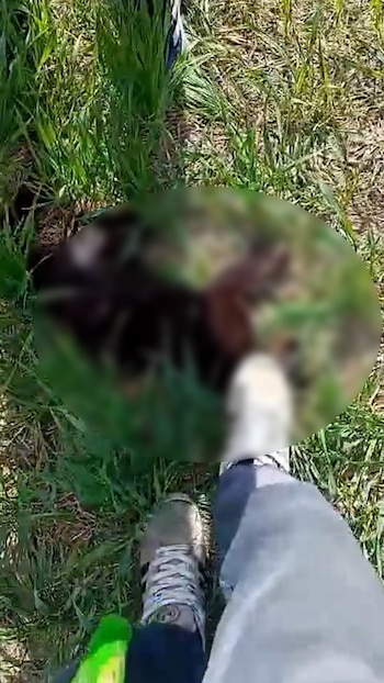 Brutal caso de maltrato animal en Entre Ríos: tres adolescentes mataron a un gato a patadas