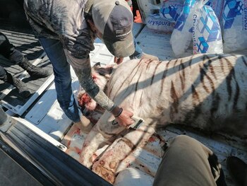 El felino abatido por parte