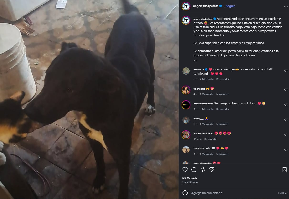 El perro, conocido como Moreno o Negrito, se plantó entre su dueño y los efectivos, mostró los dientes y ladró de forma sostenida (Foto: Instagram/angelesde4patass)