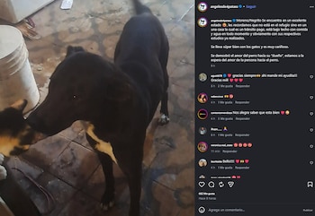 Perro Mendoza