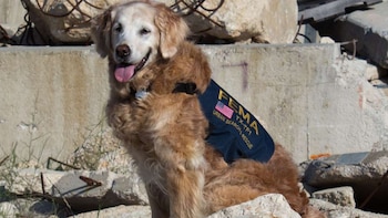 Los perros tienen que pasar