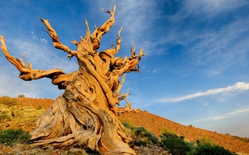 Methuselah: su edad confirmada por