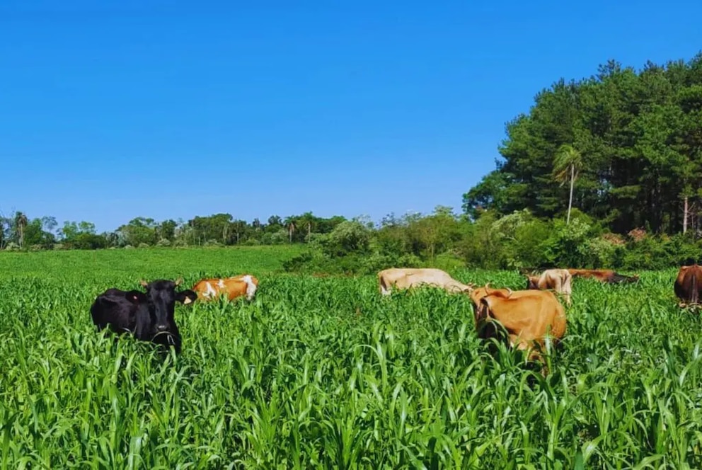 Lechería en Misiones: pasturas adaptadas para garantizar leche todo el año