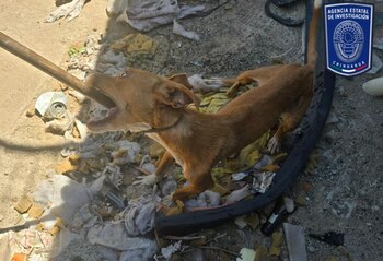 maltrato animal-fge chihuahua- 9 de septiembre