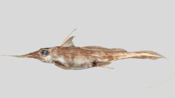 Investigadores descubrieron una nueva especie