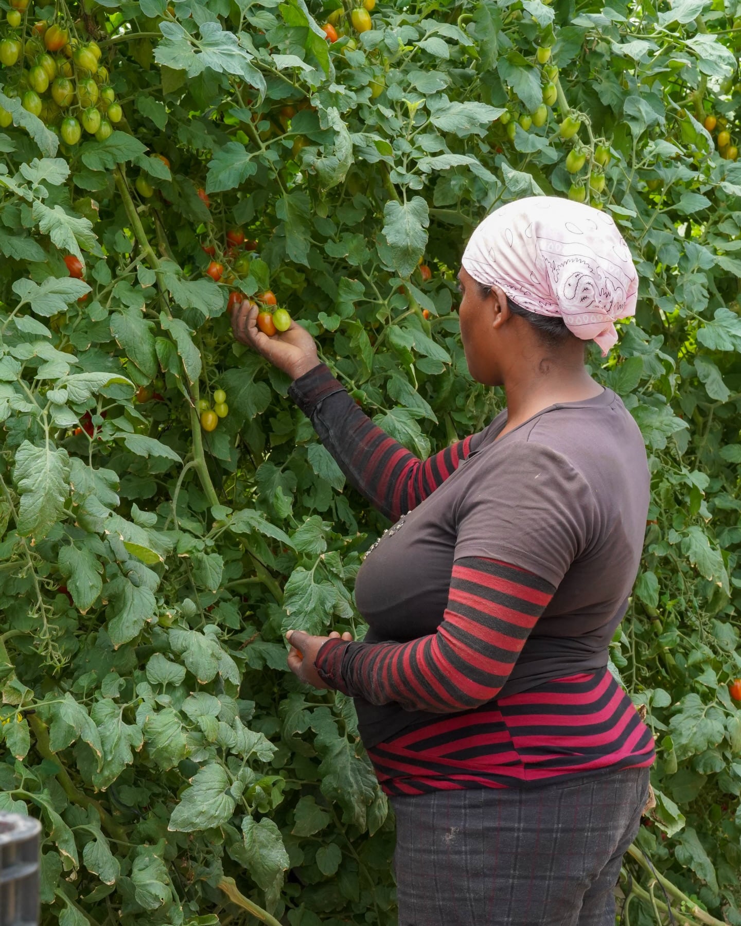 La provincia de San Juan se consolidó como epicentro de la producción y exportación de tomate cherry bajo invernadero en República Dominicana. (Cortesía: Ministerio de Agricultura de la República Dominicana)
