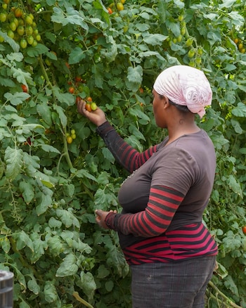 La provincia de San Juan se consolidó como epicentro de la producción y exportación de tomate cherry bajo invernadero en República Dominicana. (Cortesía: Ministerio de Agricultura de la República Dominicana)