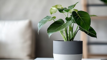 (Imagen Ilustrativa Infobae)