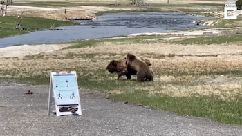 02/02/2021 Un oso y un bisonte pelean a muerte en el parque de Yellowstone ante la mirada de algunos visitantes.
MADRID, 02 feb. (EDIZIONES) Los visitantes del Parque Nacional de Yellowstone fueron testigos el pasado 31 de mayo de un enfrentamiento a muerte entre un oso gris y un bisonte.
SOCIEDAD
YOUTUBE - CATERS