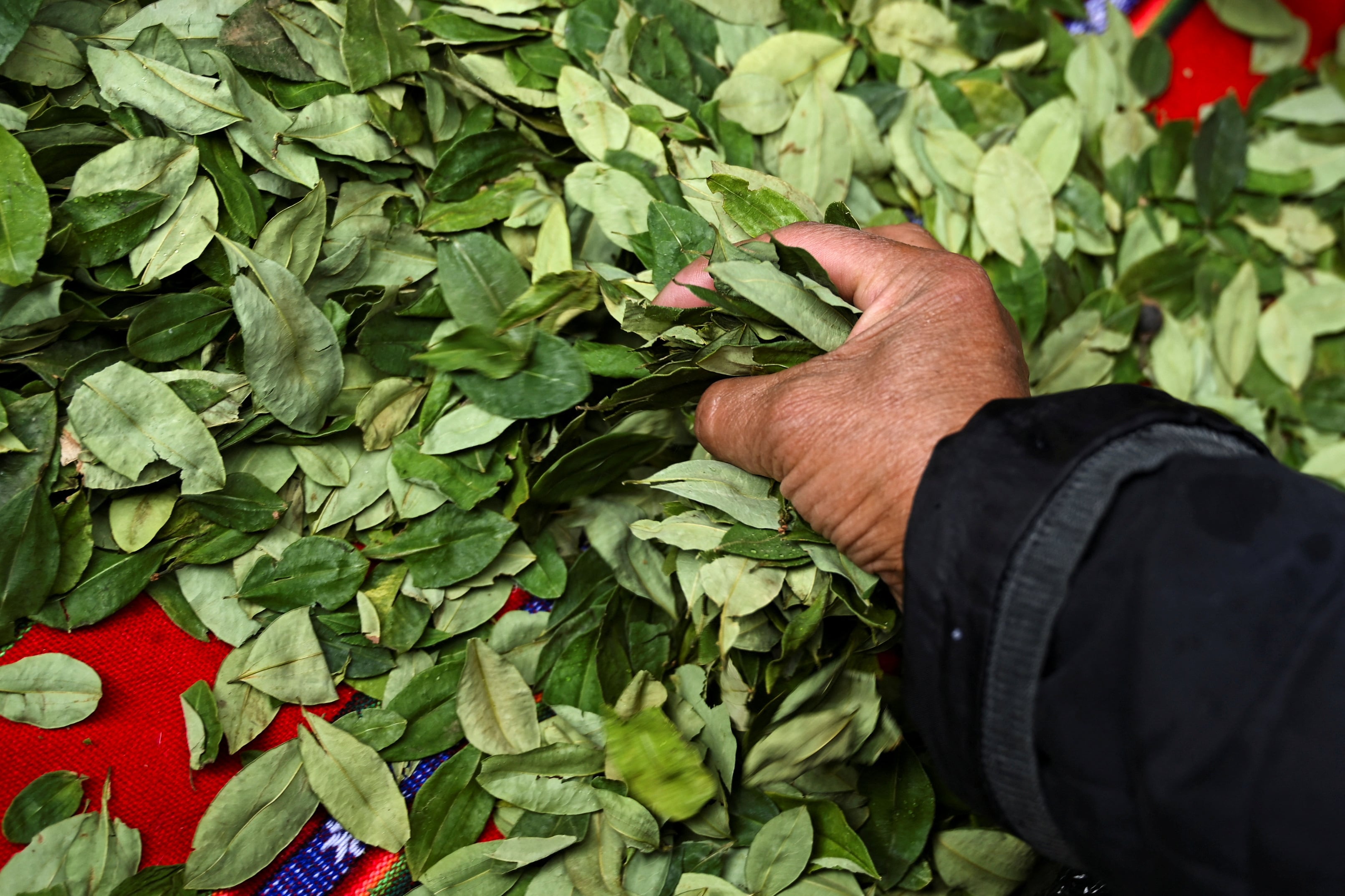 Bolivia relanzó la erradicación de cultivos de coca tras un año de parálisis y en medio de presión internacional