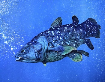 Es una especie en peligro