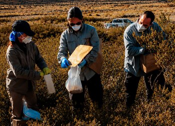 Mendoza: el Malbrán y el CDC de EE. UU. investigaron la posible circulación de hantavirus en reservorios naturales