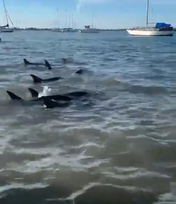 Se estiman al rededor de