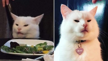 Los 5 memes más graciosos de gatos. (foto: Revista Marvin)