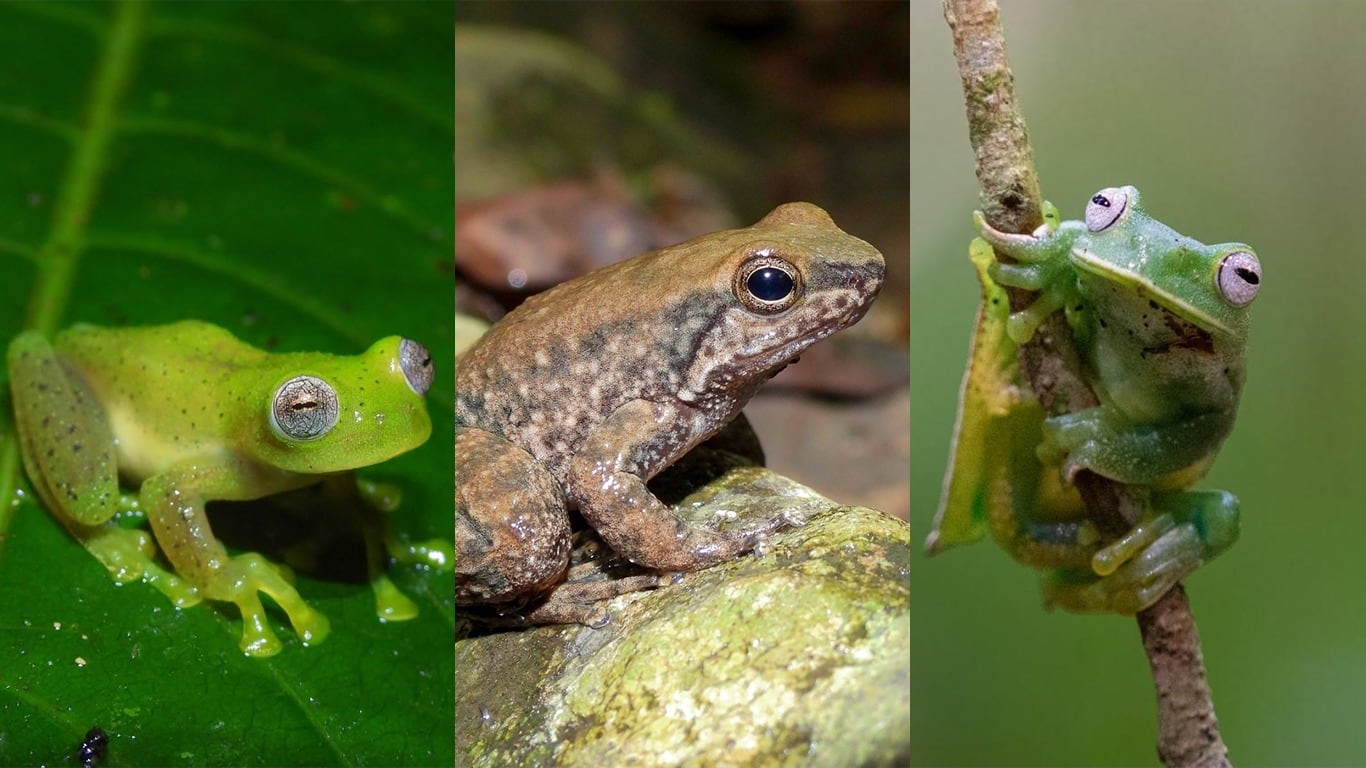 Huila registró tres nuevas especies de ranas: avance para la biodiversidad y la gestión ambiental