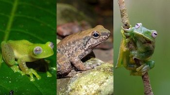 Huila registró tres nuevas especies de ranas: avance para la biodiversidad y la gestión ambiental