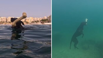 La canina perdió el miedo