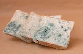 Comida en mal estado, pan con moho (Freepik)