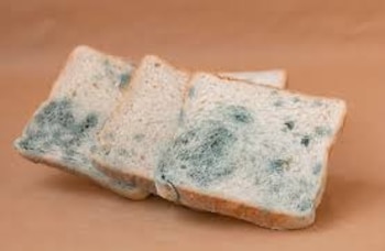 Comida en mal estado, pan con moho (Freepik)