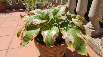 Planta en maceta de arcilla sobre un suelo de baldosas con hojas grandes verdes que tienen manchas secas marrones y blanquecinas.