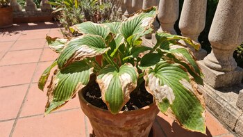 El error que todos cometen al mover plantas de sombra a sol