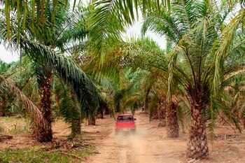 Malasia e Indonesia tienen el 85% de la producción mundial, en tanto que Nigeria, Tailandia, Colombia, Ecuador y Papúa Nueva Guinea representan juntas el 6,6 % de la producción. EFE/Carlos Meneses/Archivo