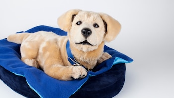 El robot terapéutico fue creado