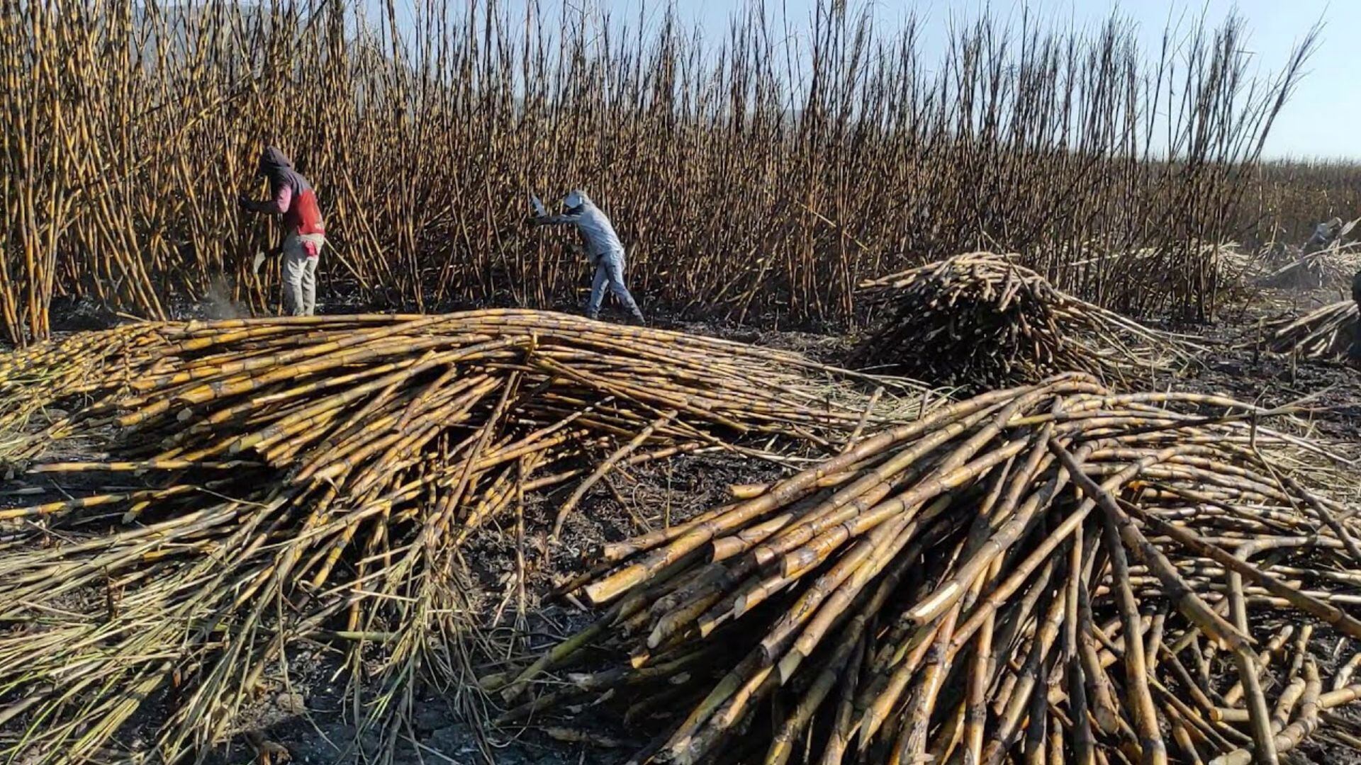 En Perú, la quema de caña de azúcar en pie como método de cosecha ha sido regulada y, en gran medida, prohibida por la Ley N° 31949, promulgada el 29 de noviembre de 2023.