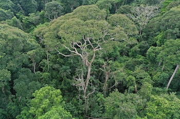 El D. oleifera, árbol tropical de Panamá, prospera tras ser alcanzado por rayos. (Evan Gora/Cary Institute of Ecosystem Studies via The New York Times)