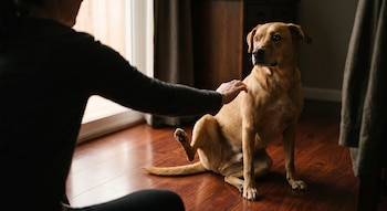 Una persona en silueta extiende el brazo hacia un perro de pelaje claro sentado en un suelo de madera cerca de una puerta de vidrio