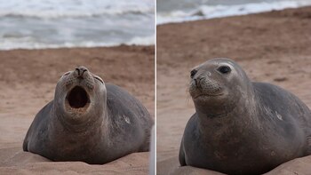 "Margarita" apareció por las playas