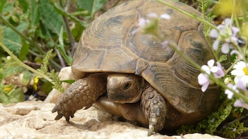 Ejemplar de tortuga mora. (Alastair Rae/Wikimedia Commons)
