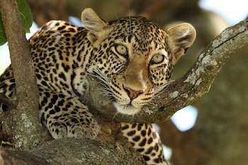 Un leopardo de pelaje moteado apoya la cabeza en la rama de un árbol y mira hacia adelante
