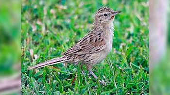 Primer plano de un ave pequeña con plumaje pardo y beige, patrones rayados, patas finas, de pie sobre hierba verde en un día soleado