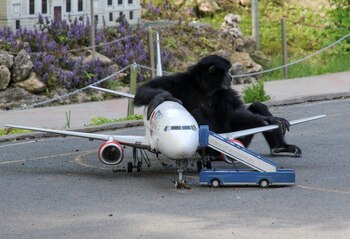 Unn gibón junto a un