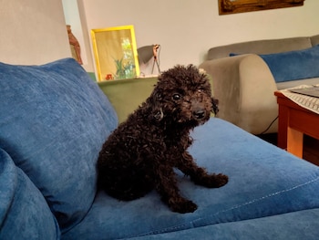 Luna, la perrita