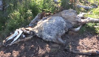 Cadáver de alce en avanzado estado de descomposición en un bosque. Se aprecian huesos, como la mandíbula, y piel desprendida sobre la tierra y vegetación baja