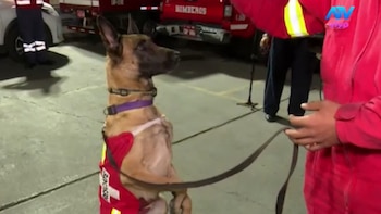 Terremotos en Venezuela: Brigada canina viaja a La Guaira y Caracas para ayudar a encontrar más desaparecidos