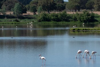 Fotografía de archivo de flamencos