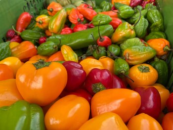 Imagen de algunas de las