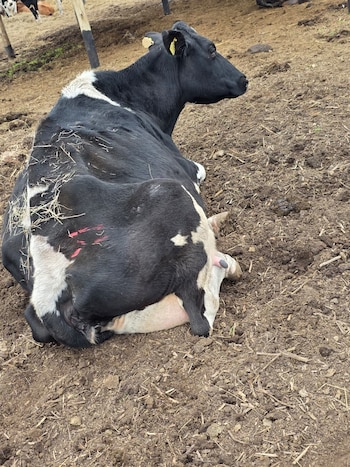 Rescate Equino Cinco Corazones ONG