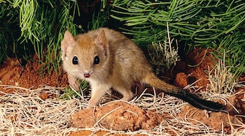 Un ratón de pelaje marrón claro, ojos grandes y cola negra tupida camina sobre tierra rojiza con hierba seca y vegetación verde de hojas finas.