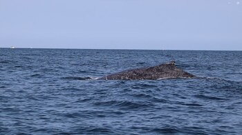 Avistamiento de ballenas jorobadas en