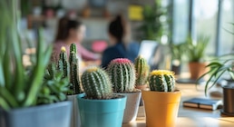 Según el Feng Shui, nunca debes tener esta planta dentro de casa; ¿Por qué es peligroso?