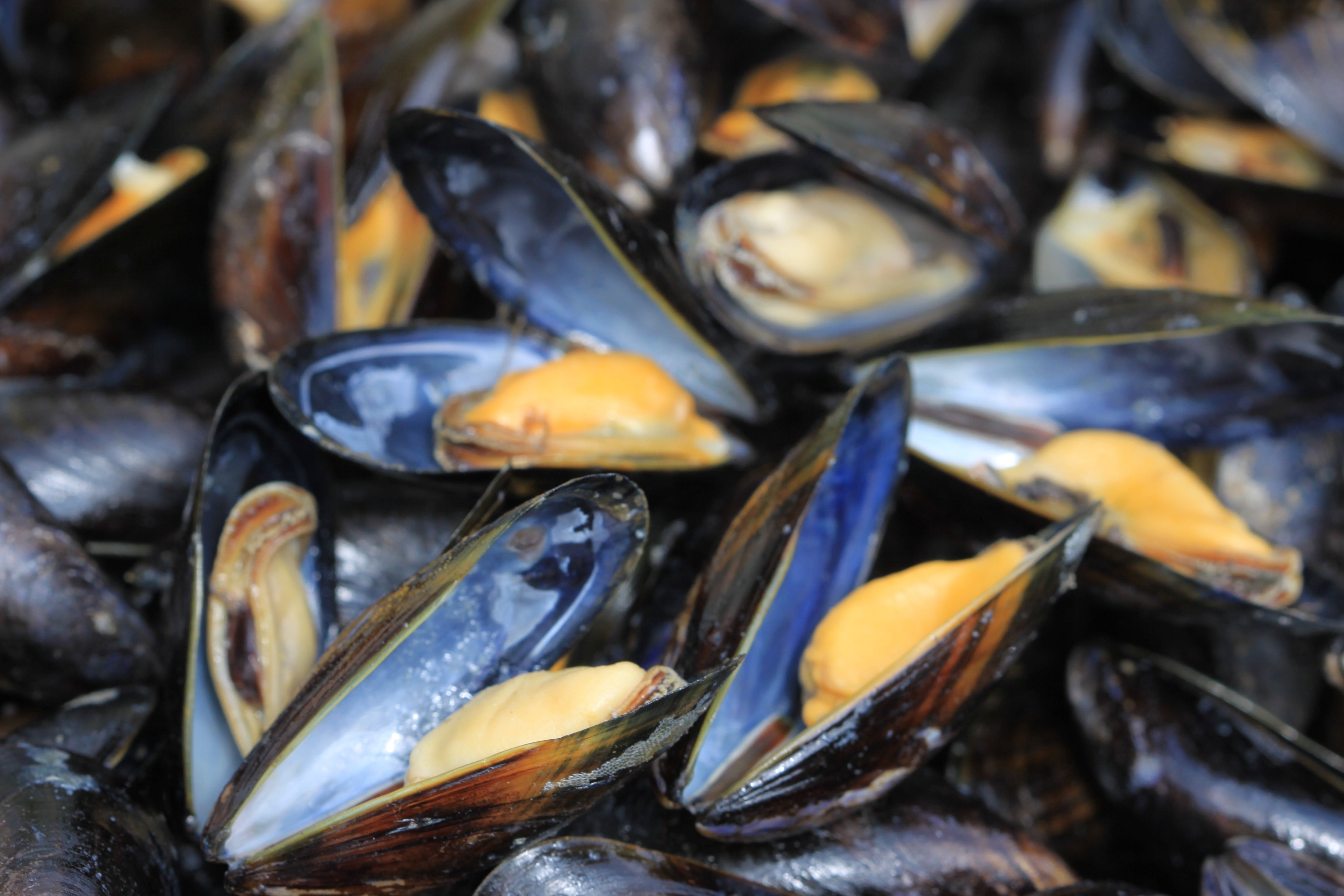 Descubre la diferencia entre los mejillones machos y hembras, ¡un dato que sorprenderá a los amantes de los mariscos!