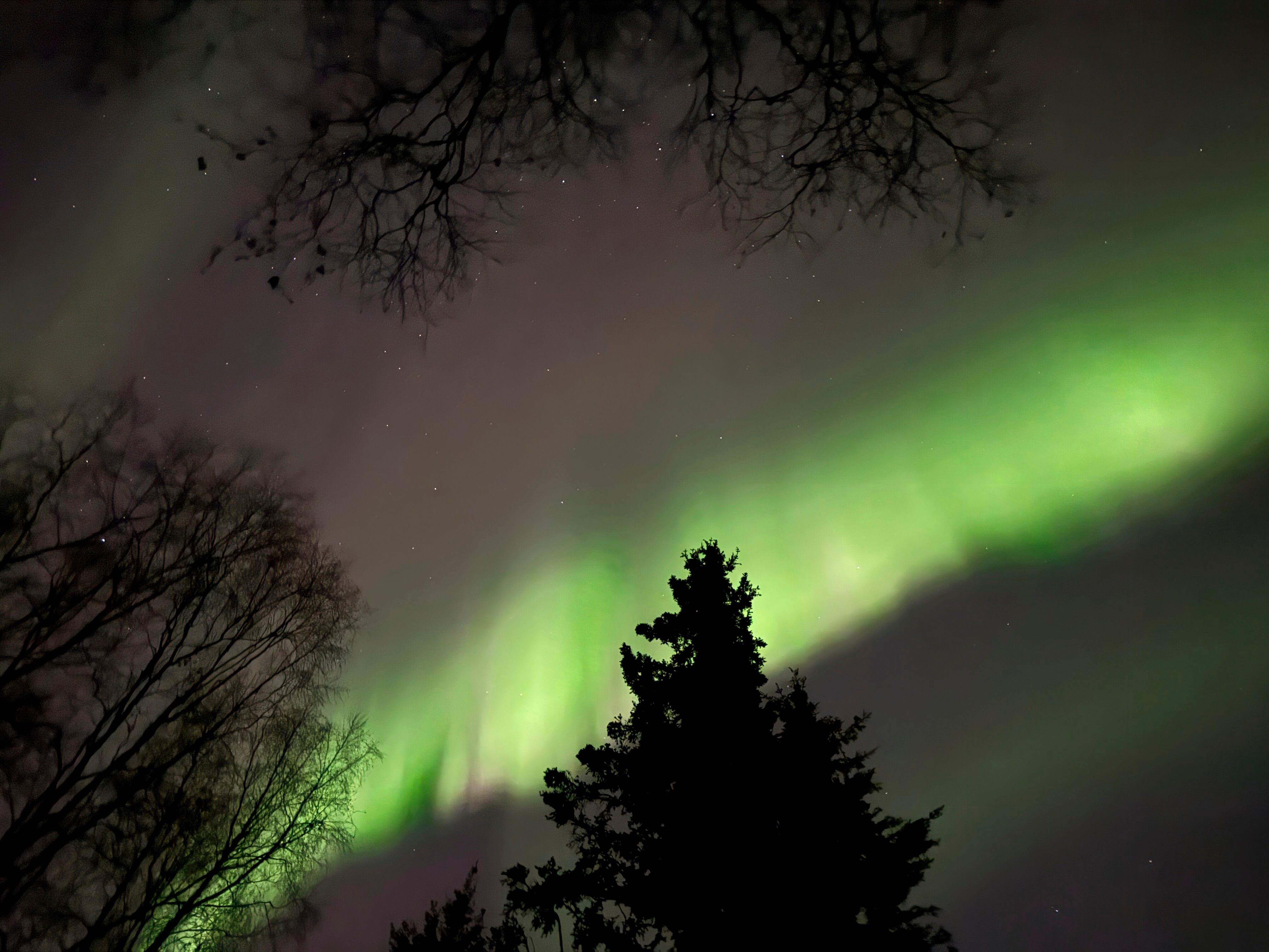 La aurora boreal se observa en estados como Alaska, Iowa, Nebraska y Maine, con mayor intensidad en áreas rurales y cielos despejados. (Foto AP/Mark Thiessen, Archivo)