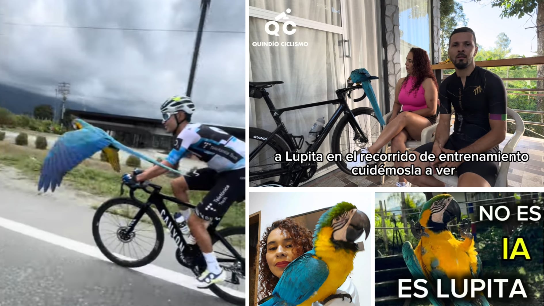 La “mamá” humana de Lupita, la guacamaya gregaria de ciclistas en el Eje Cafetero, contó cómo llegó ella a su vida: “No es IA y es libre”