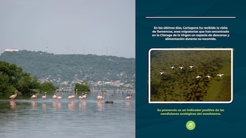 Los flamencos rosados suelen llegar