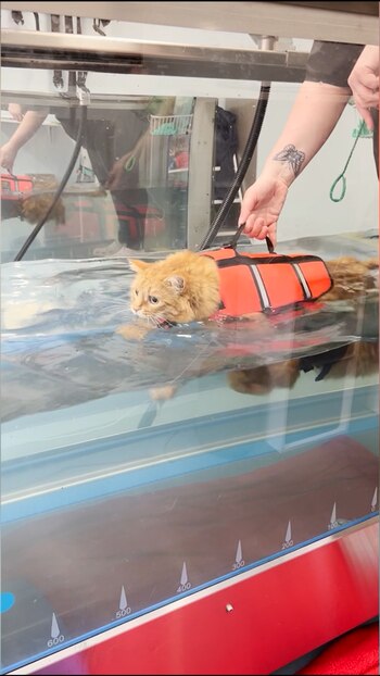 Moisés fue inscrito en sesiones